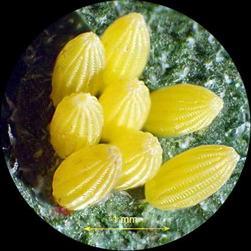 Trinocular Stereo Zoom Microscope, 7X-90X Magnification, 0.7x-4.5x Zoom Object L528