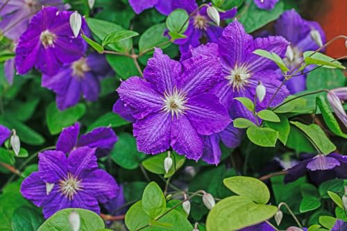 Lavender Purple Clematis Vine Plant, 2.5 Inc Pot O6227