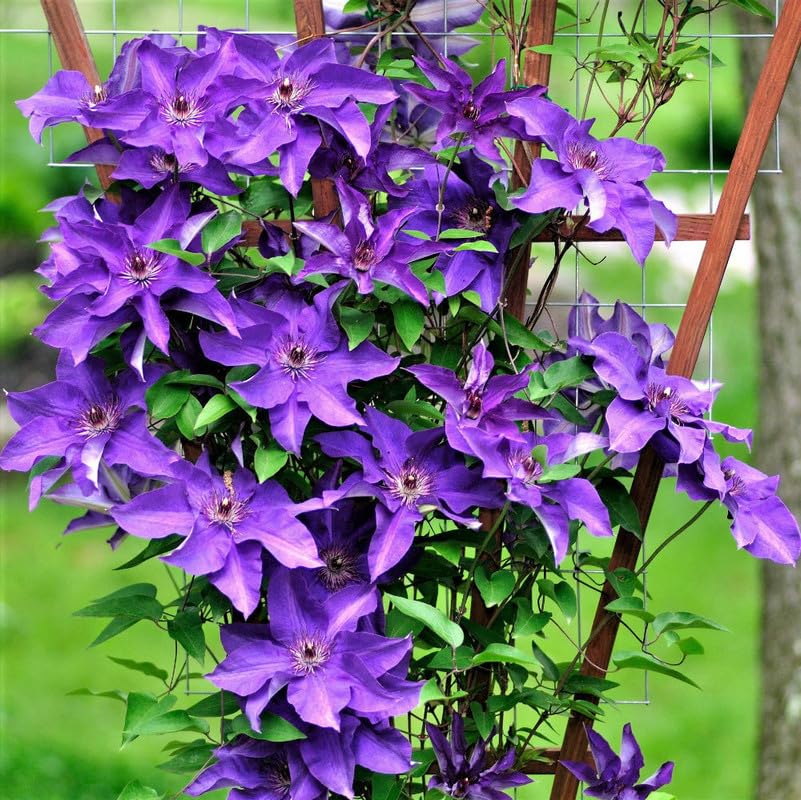 Lavender Purple Clematis Vine Plant, 2.5 Inc Pot O6227