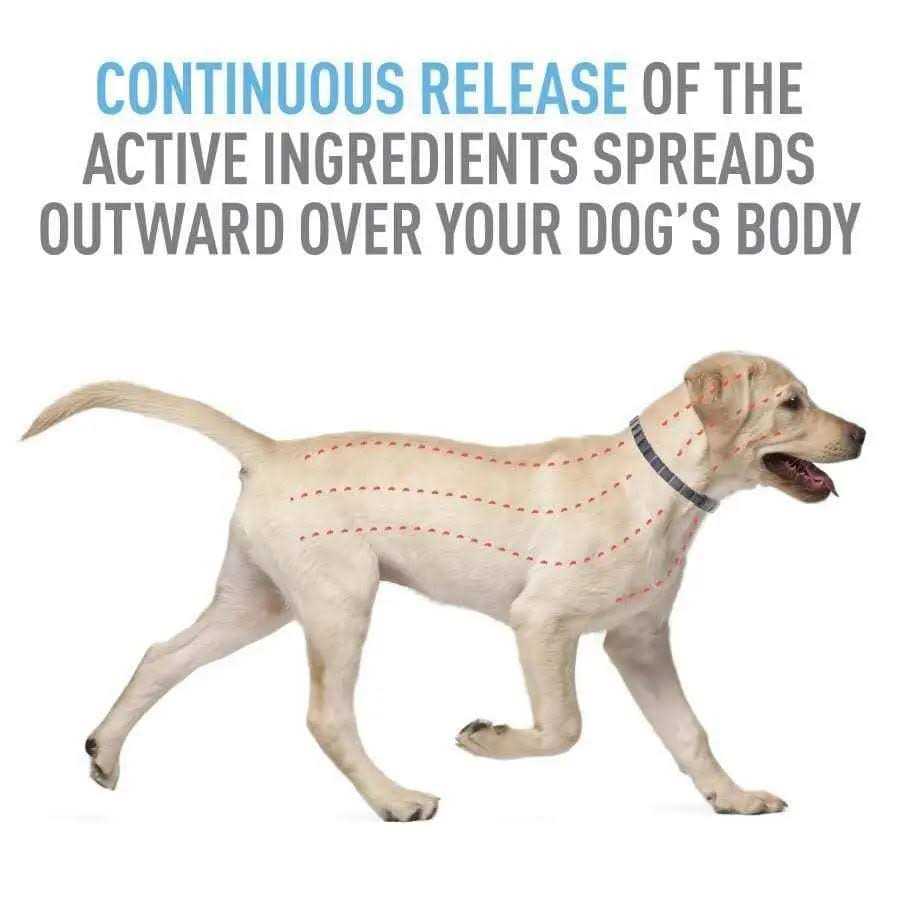 Flea Tick Collar for Dogs Puppies P4721