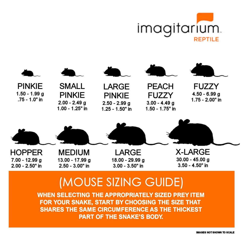 Frozen Medium Rat Pet Supplies W849481