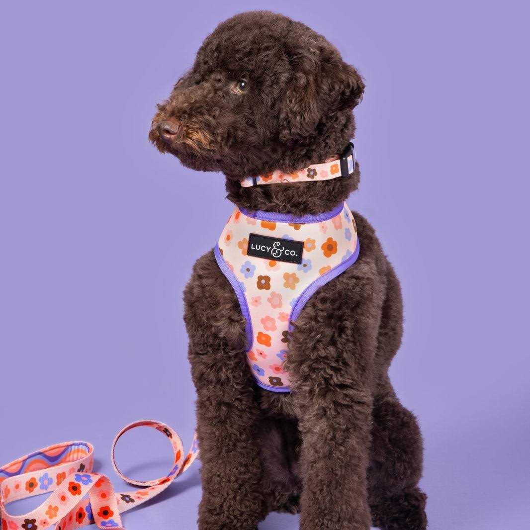 Adjustable Dog Collar I29119