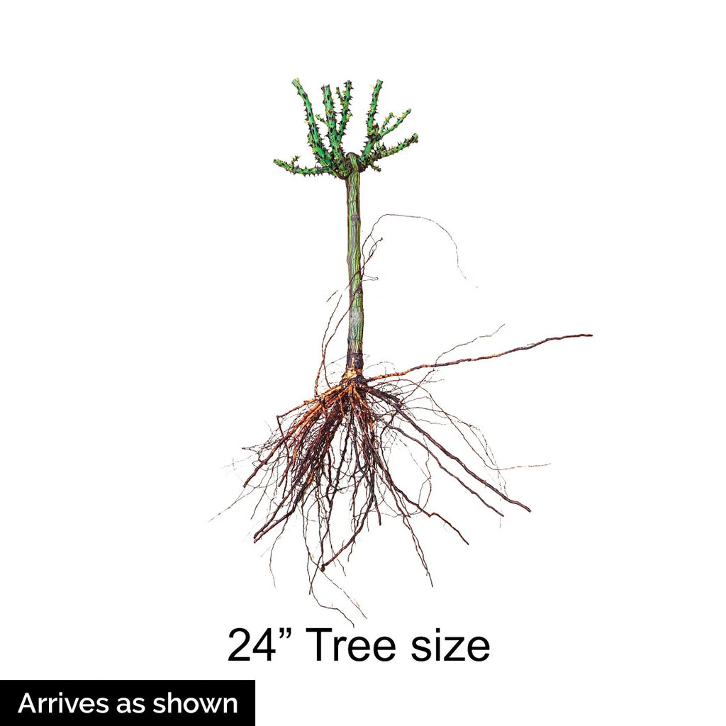 Bare Root Tree Rose S71463