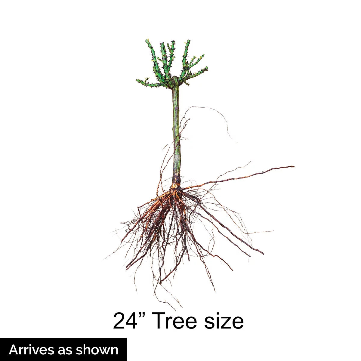 Bare Root Tree Rose S71463