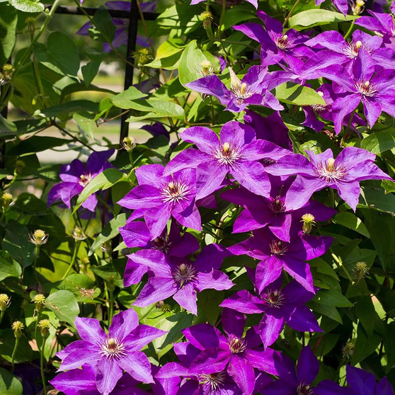 Lavender Purple Clematis Vine Plant, 2.5 Inc Pot O6227