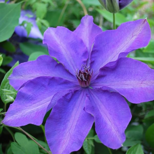Lavender Purple Clematis Vine Plant, 2.5 Inc Pot O6227