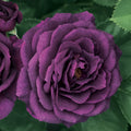 Bare Root Tree Rose S71463