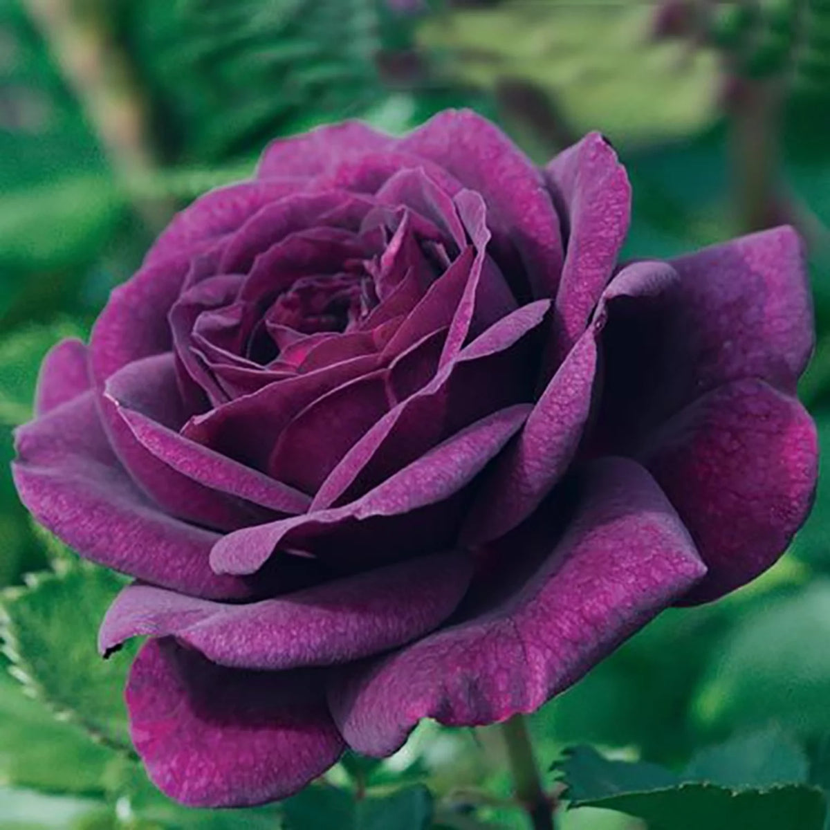Bare Root Tree Rose S71463