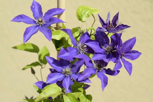 Lavender Purple Clematis Vine Plant, 2.5 Inc Pot O6227