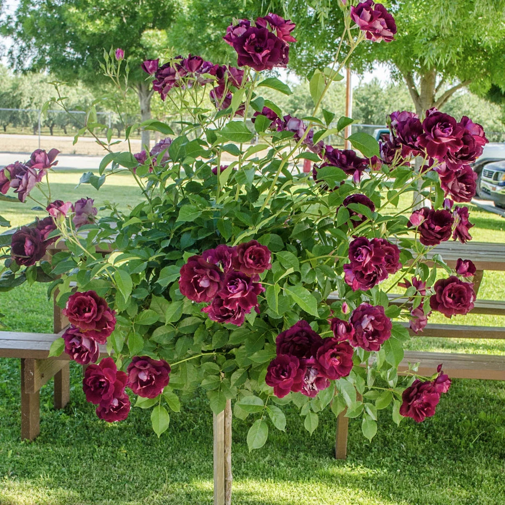 Bare Root Tree Rose S71463