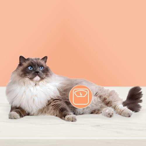 Natural Weight Control Adult Wet Cat Food X734