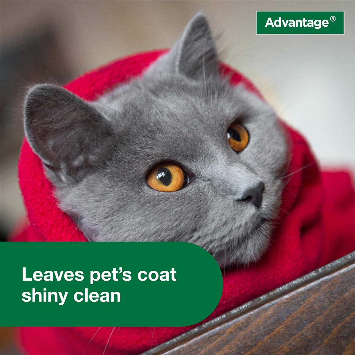 Flea & Tick Treatment Shampoo for Cats & Kittens C390