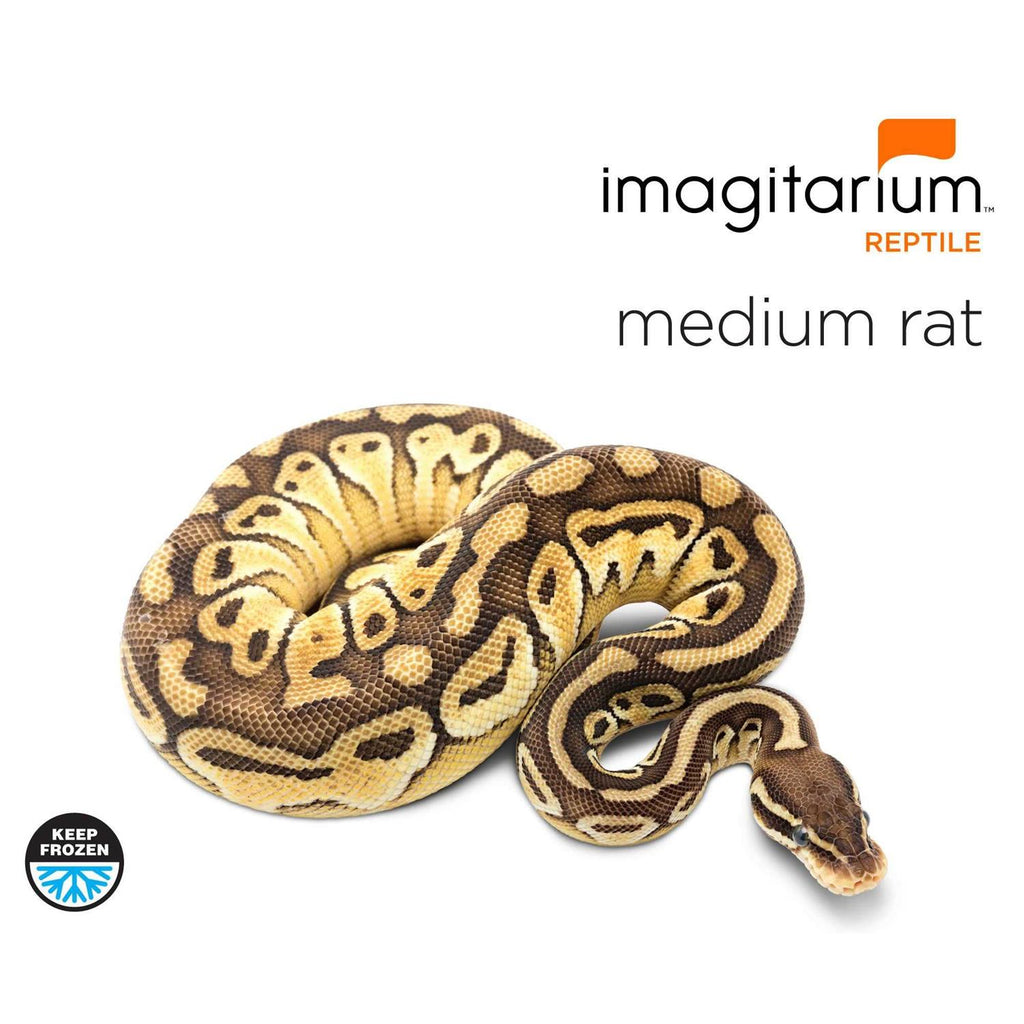 Frozen Medium Rat Pet Supplies W849481