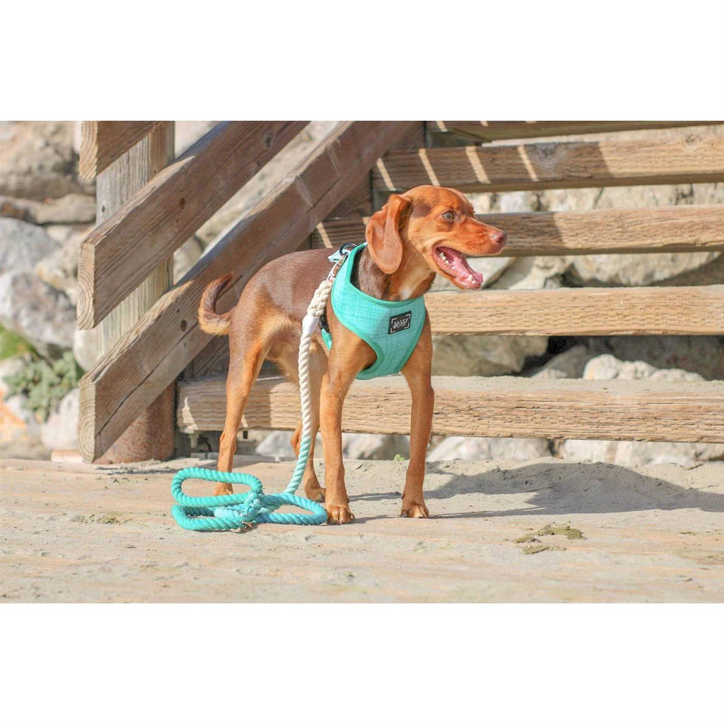 Dog Rope Leash S434