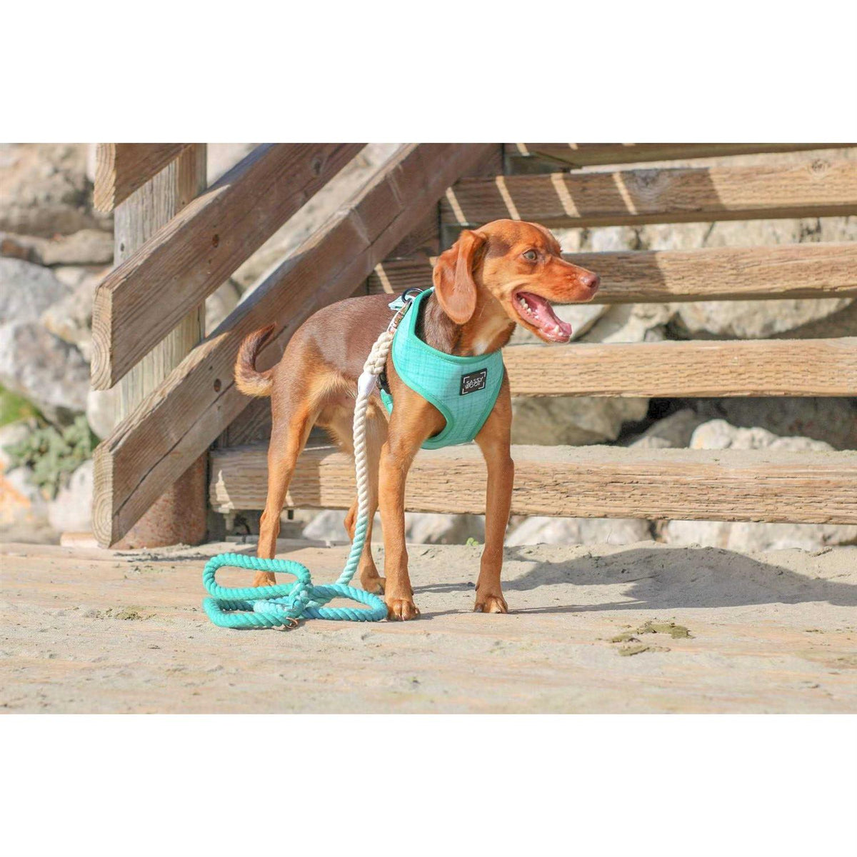 Dog Rope Leash S434