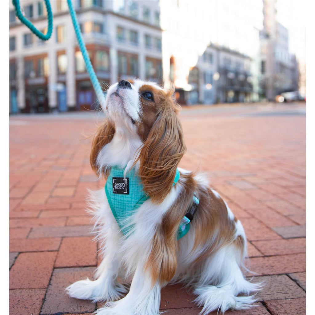 Dog Rope Leash S434